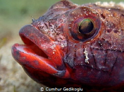 Gobius cruentatus
RED-MOUTHED by Cumhur Gedikoglu 